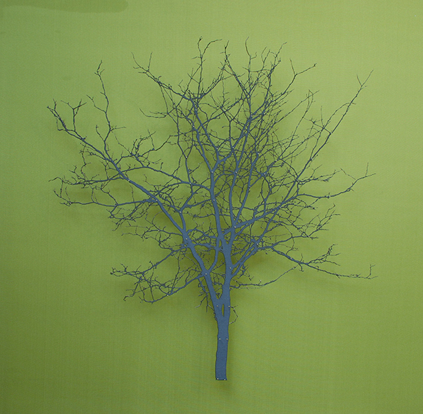 Hawthorn Tree 2.1